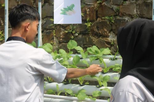 Projek Profil Pancasila - Hidroponik